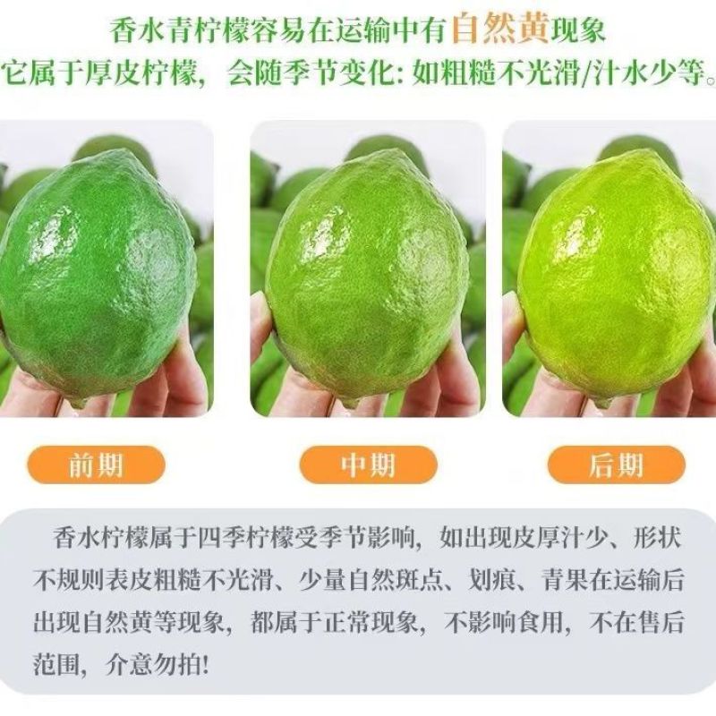 广东湛江香水柠檬无籽批发新鲜奶茶店专用新鲜柠檬青柠薄皮