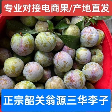 正宗广东韶关翁源三华李子红心李子，专业对接多多仓美团仓
