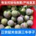 正宗广东韶关翁源三华李子红心李子，专业对接多多仓美团仓