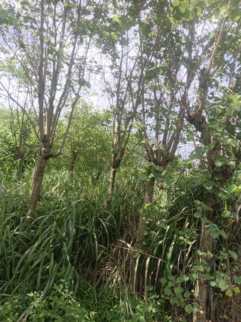紫金花