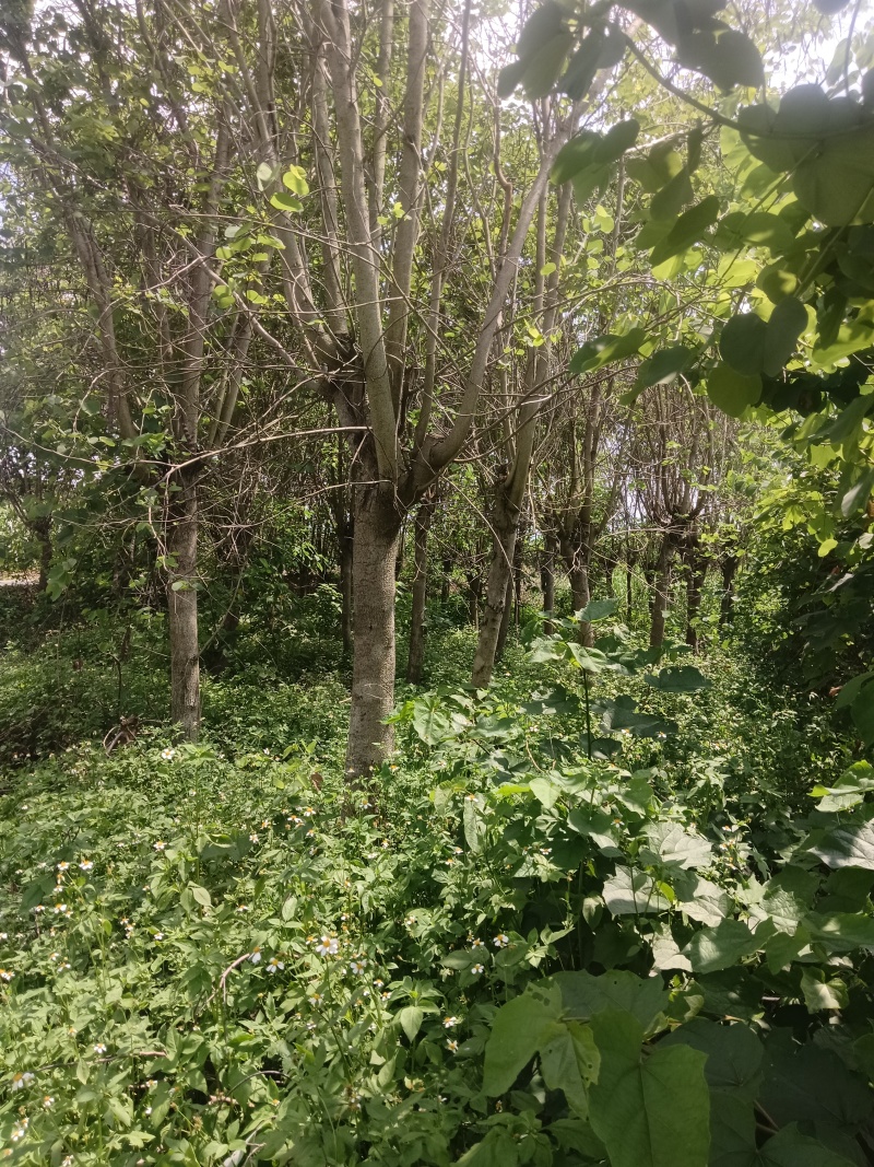 紫金花