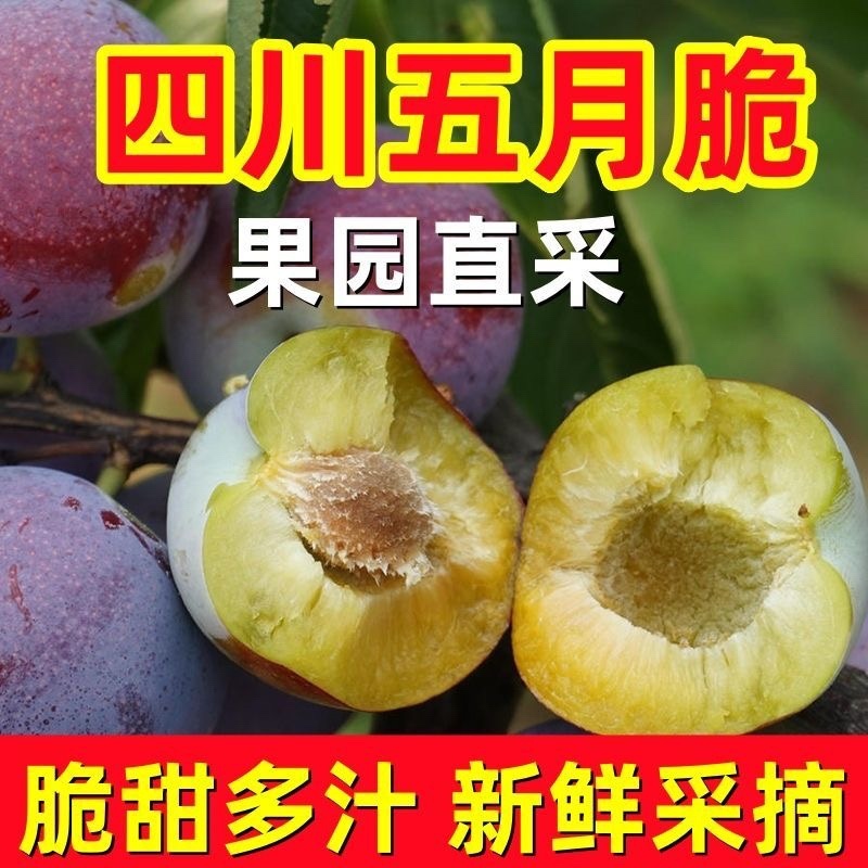 四川源头直供现摘现发五月脆李子。大量有货，对接全国市场