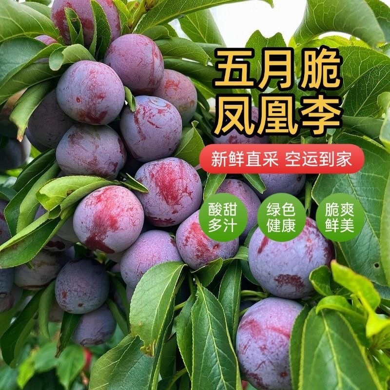 四川源头直供现摘现发五月脆李子。大量有货，对接全国市场