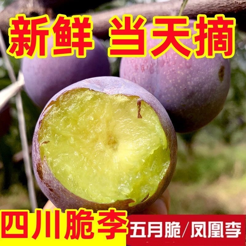 四川源头直供现摘现发五月脆李子。大量有货，对接全国市场