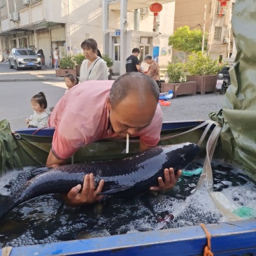鲫鱼鱼