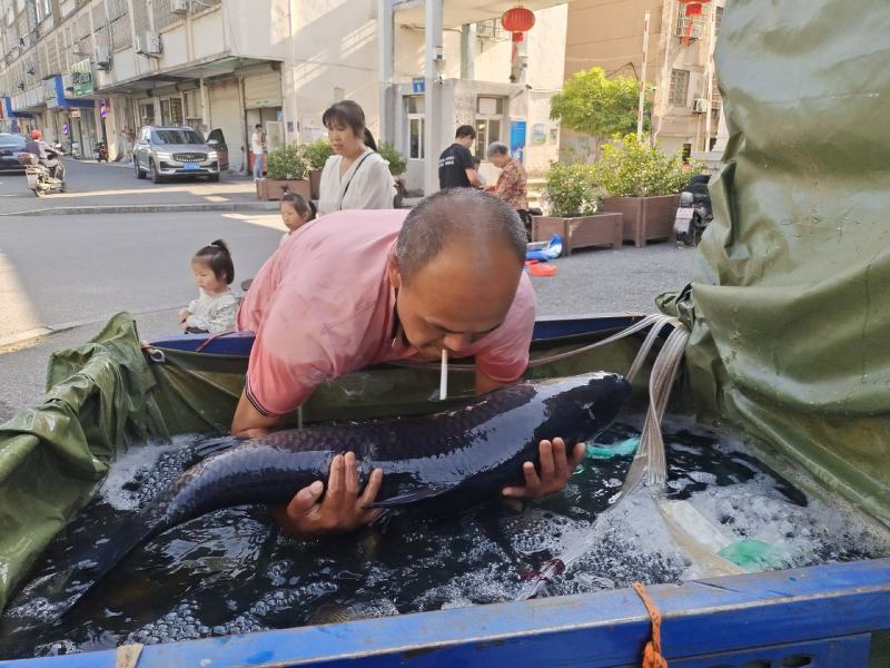 鲫鱼鱼