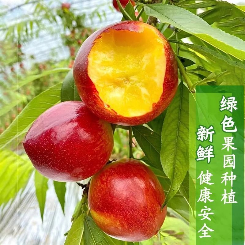 正宗当季黄心油桃脆甜多汁黄心大油桃新鲜水果黄肉蜜桃一整箱