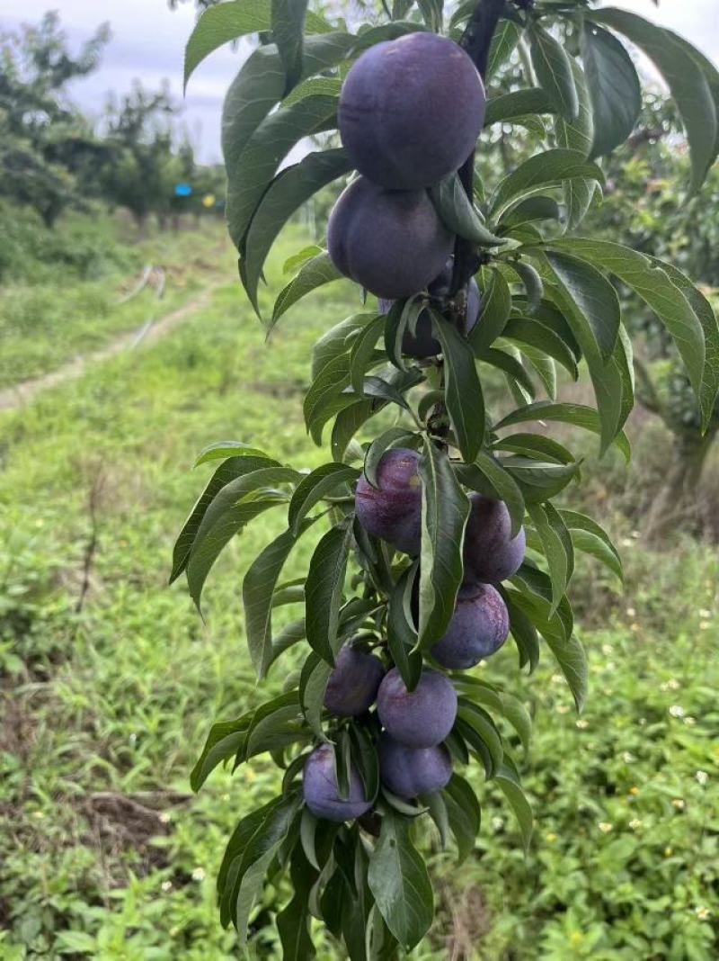 【云南正宗高山五月脆】产地直发，一手货源，无中间商