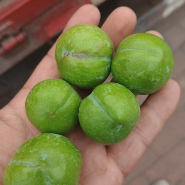 总统宝石青李子/青果，工厂加工李子，做果脯全国代发，量大