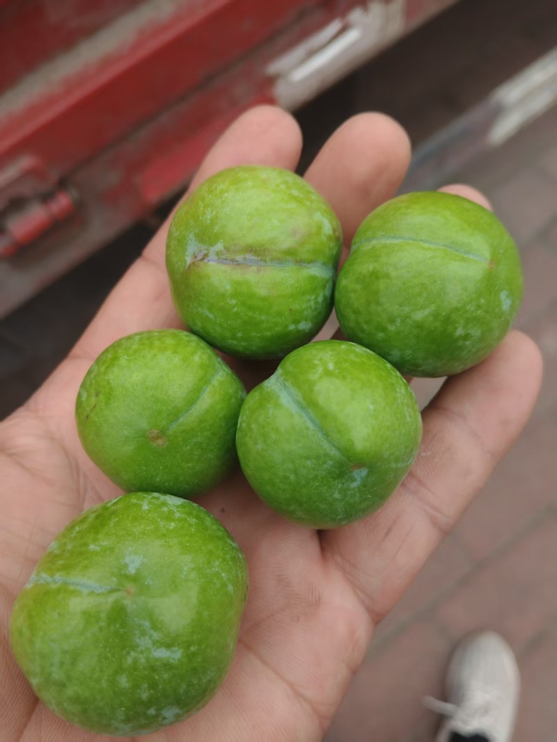 总统宝石青李子/青果，工厂加工李子，做果脯全国代发，量大