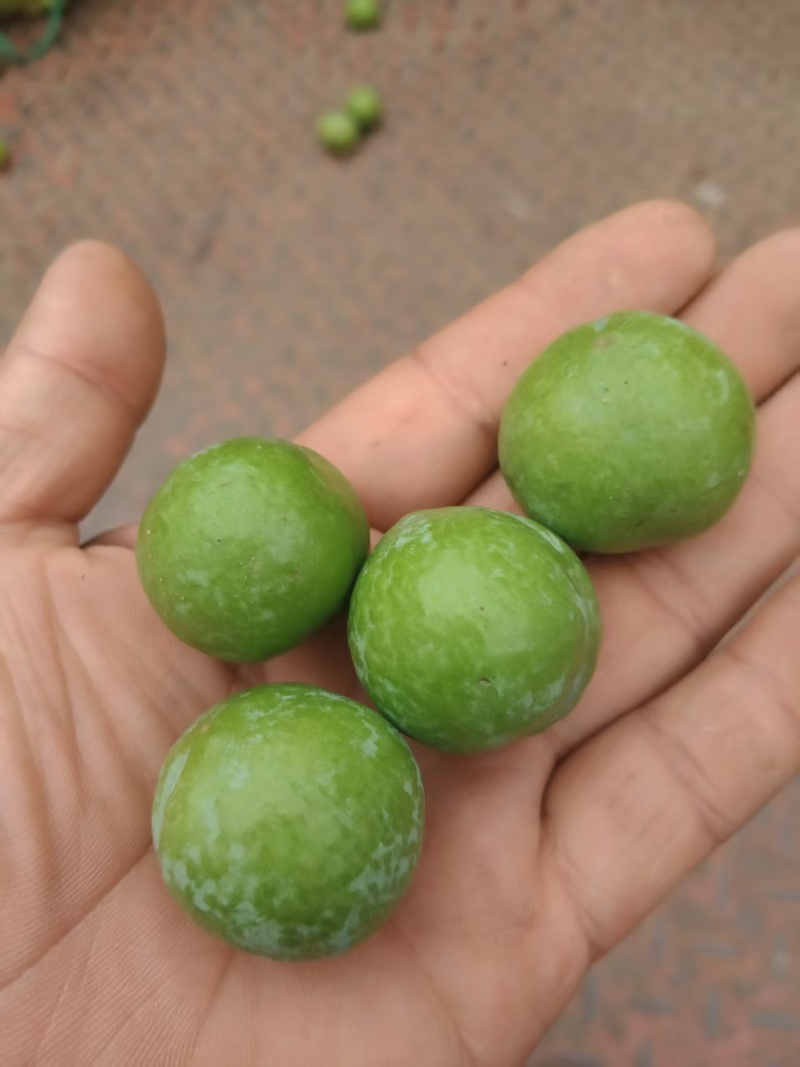 总统宝石青李子/青果，工厂加工李子，做果脯全国代发，量大