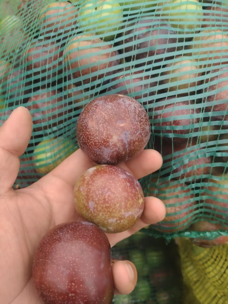 总统宝石青李子/青果，工厂加工李子，做果脯全国代发，量大
