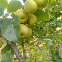 自家种植的夏雪梨既将上市，口感细腻化渣，汁多味甜