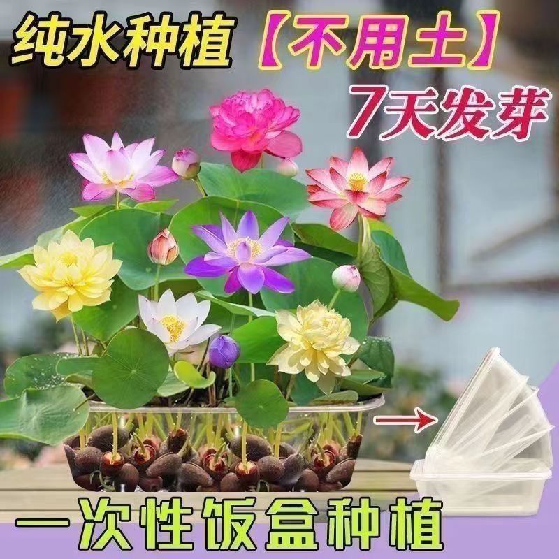 七彩碗莲花
