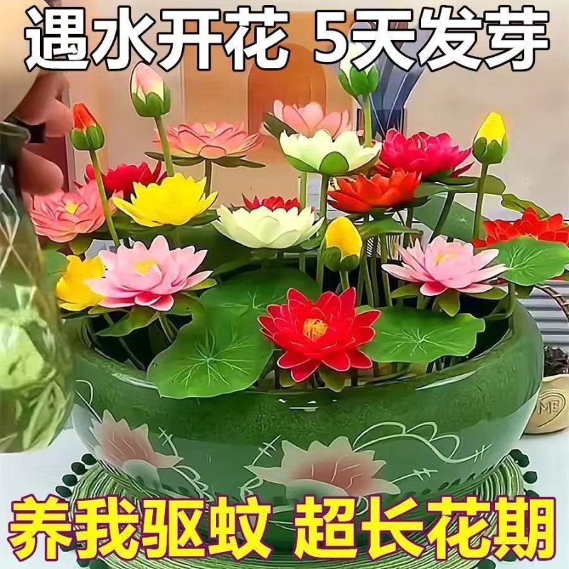 七彩碗莲花