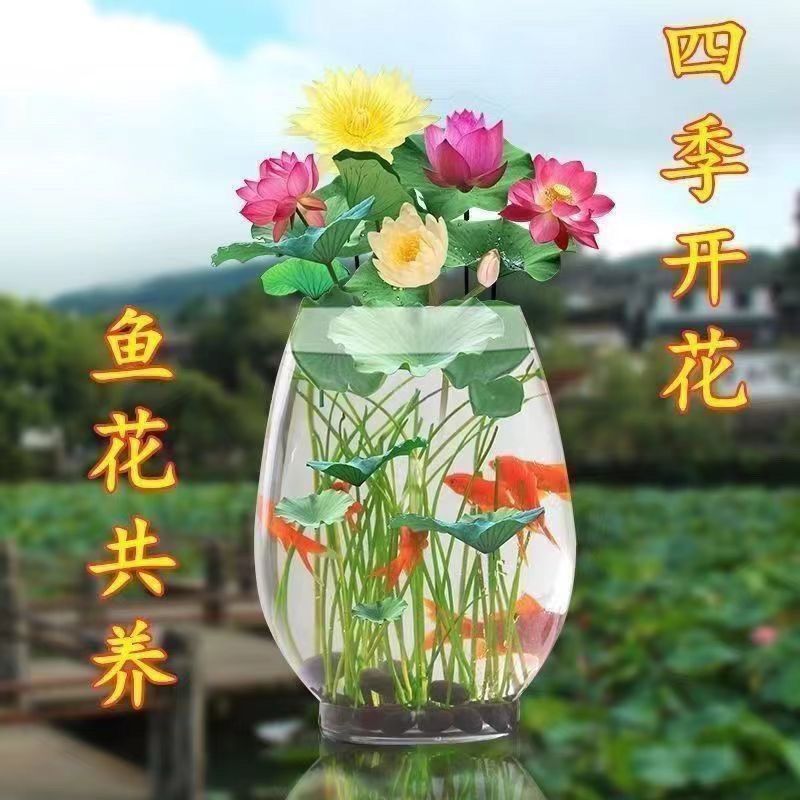 七彩碗莲花