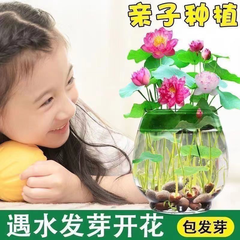 七彩碗莲花