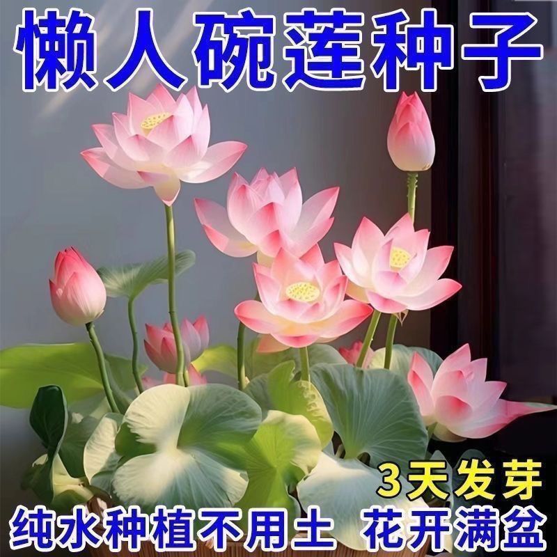 七彩碗莲花