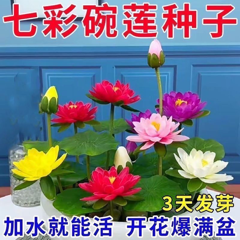 七彩碗莲花
