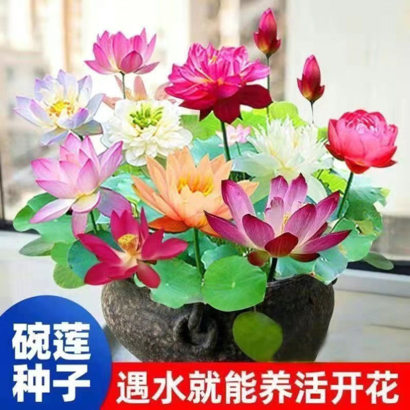 七彩碗莲花