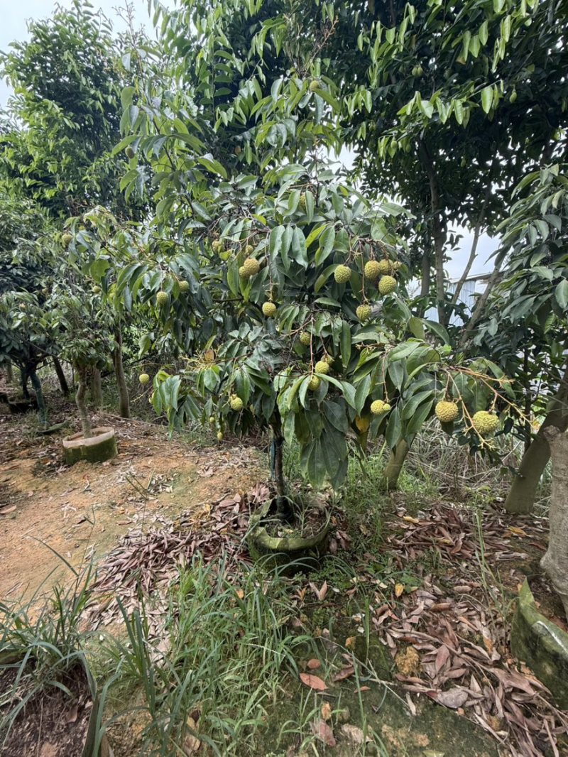 桂味荔枝苗～带果发货，妃子笑、仙进奉等各类荔枝苗大量现货
