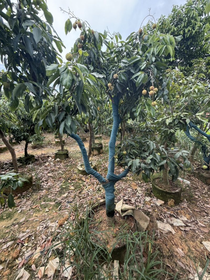 桂味荔枝苗～带果发货，妃子笑、仙进奉等各类荔枝苗大量现货