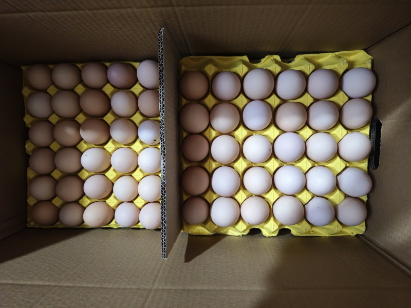 粉蛋精品蛋大码黄心批量走车欢迎电话咨询