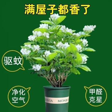 茉莉花苗4年包邮