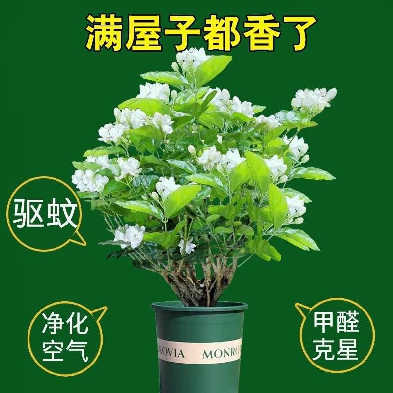 茉莉花苗4年包邮