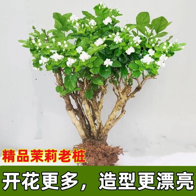 茉莉花苗4年包邮