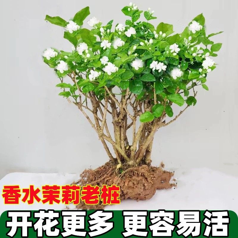 茉莉花苗4年包邮
