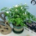 茉莉花苗4年包邮