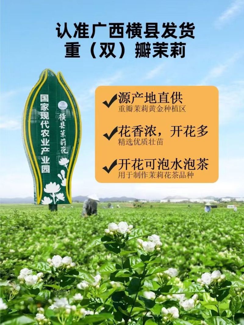 茉莉花苗4年包邮