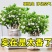 茉莉花苗4年包邮
