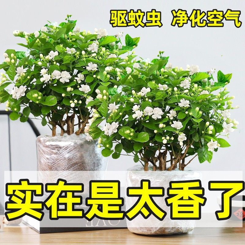 茉莉花苗4年包邮