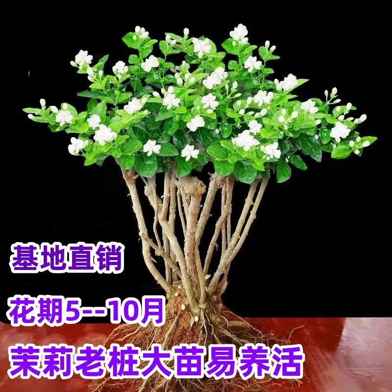 茉莉花苗4年包邮