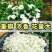 茉莉花苗4年包邮