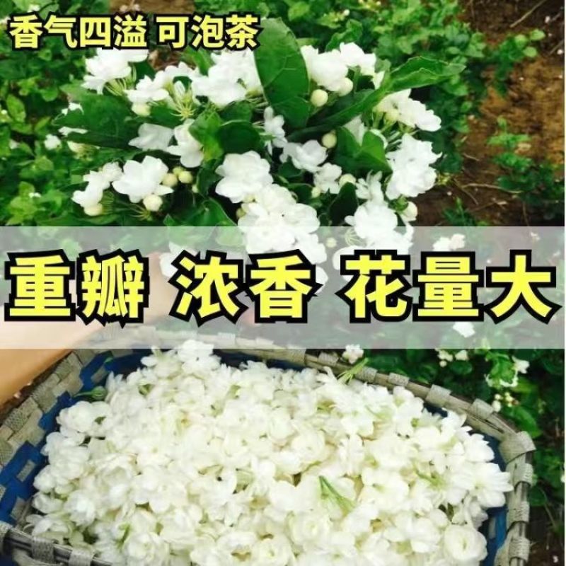 茉莉花苗4年包邮