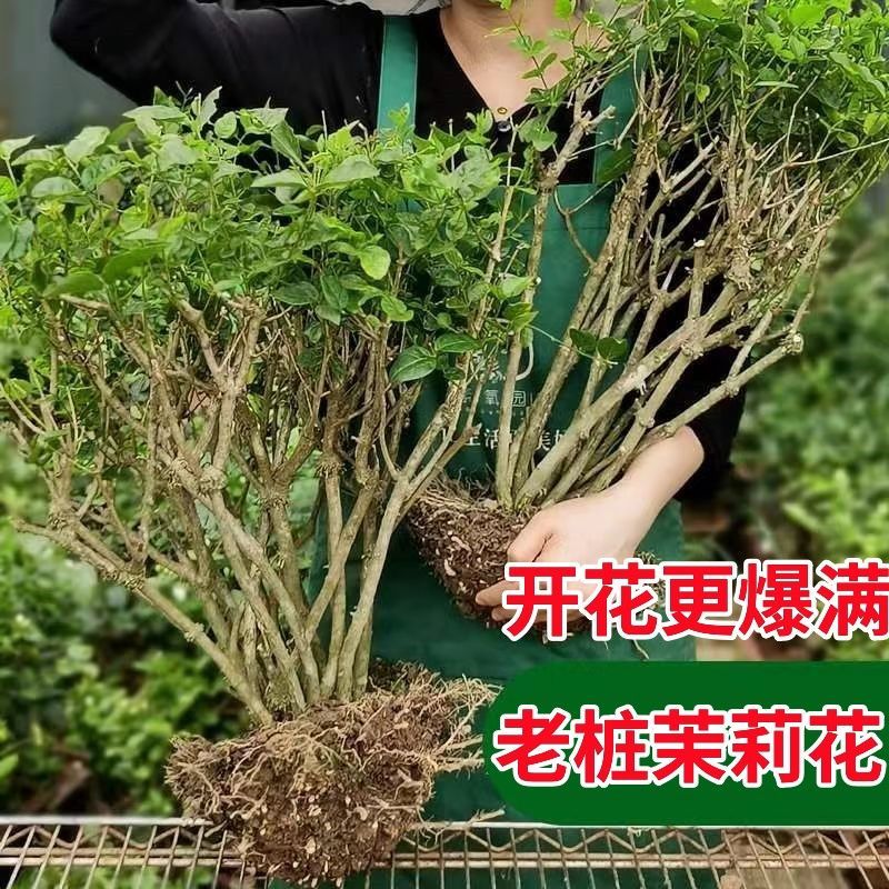 茉莉花苗4年包邮