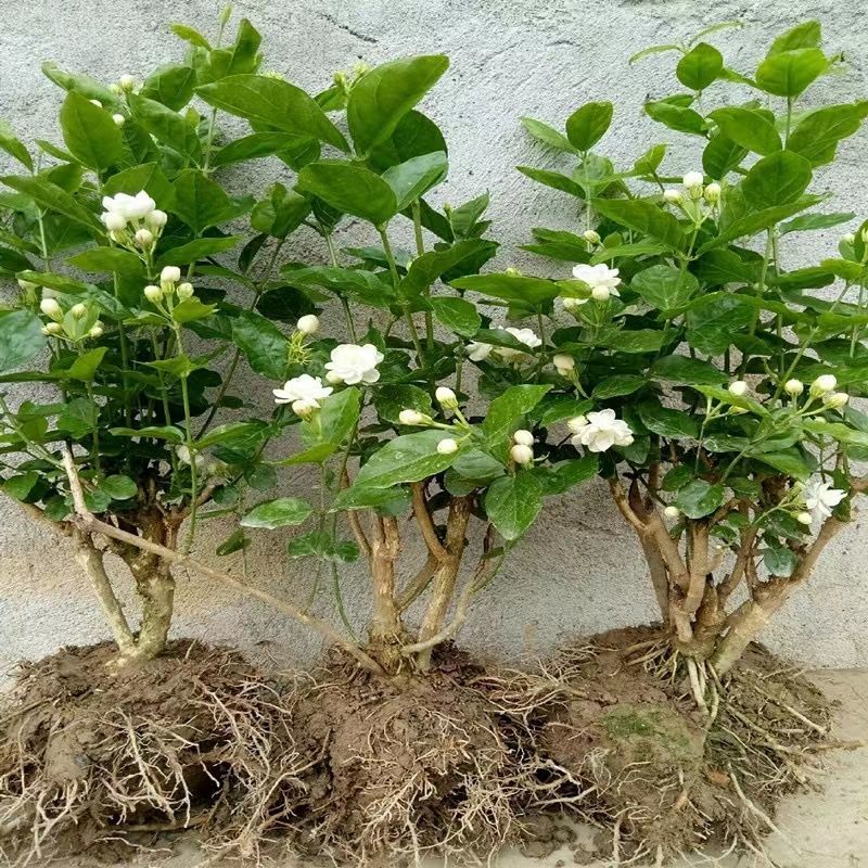 茉莉花苗4年包邮