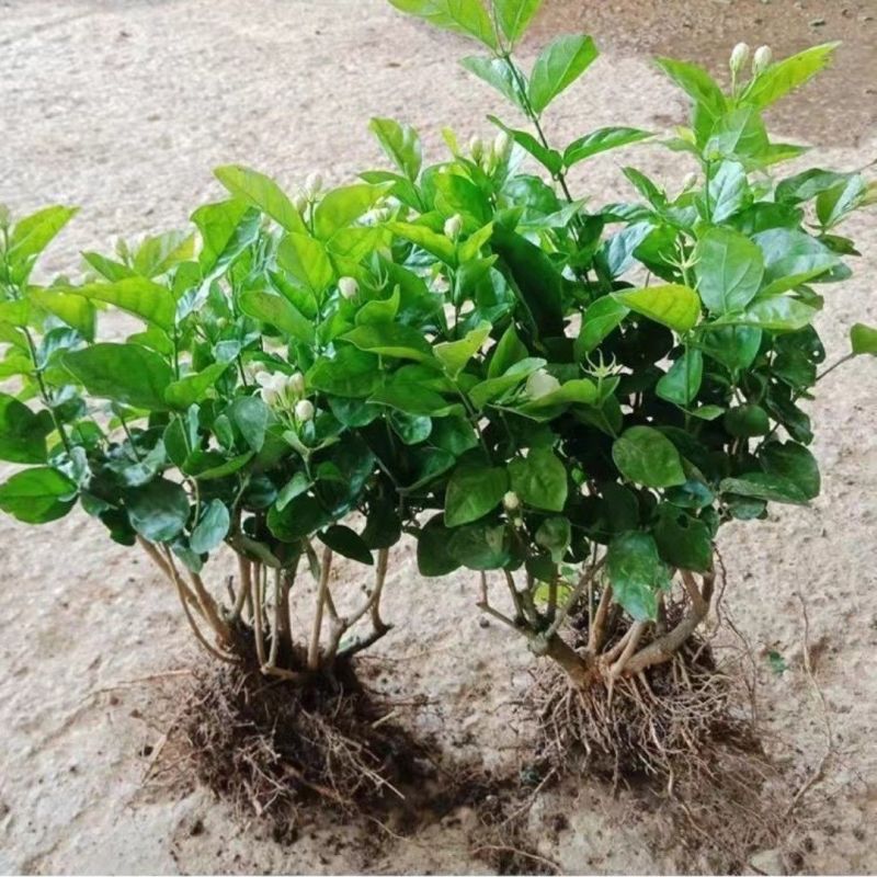 茉莉花苗4年包邮