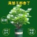 茉莉花苗4年包邮