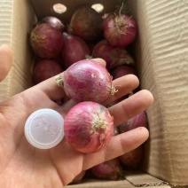 【小洋葱5斤】新鲜紫红皮小洋葱头味美多汁小葱头1斤小圆葱