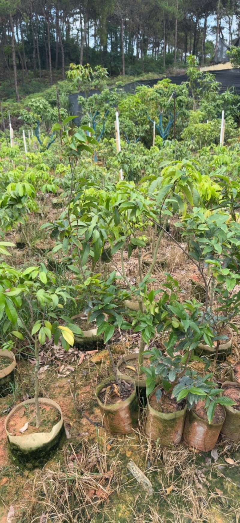 仙进奉荔枝苗、荔枝苗、妃子笑、桂味荔枝苗