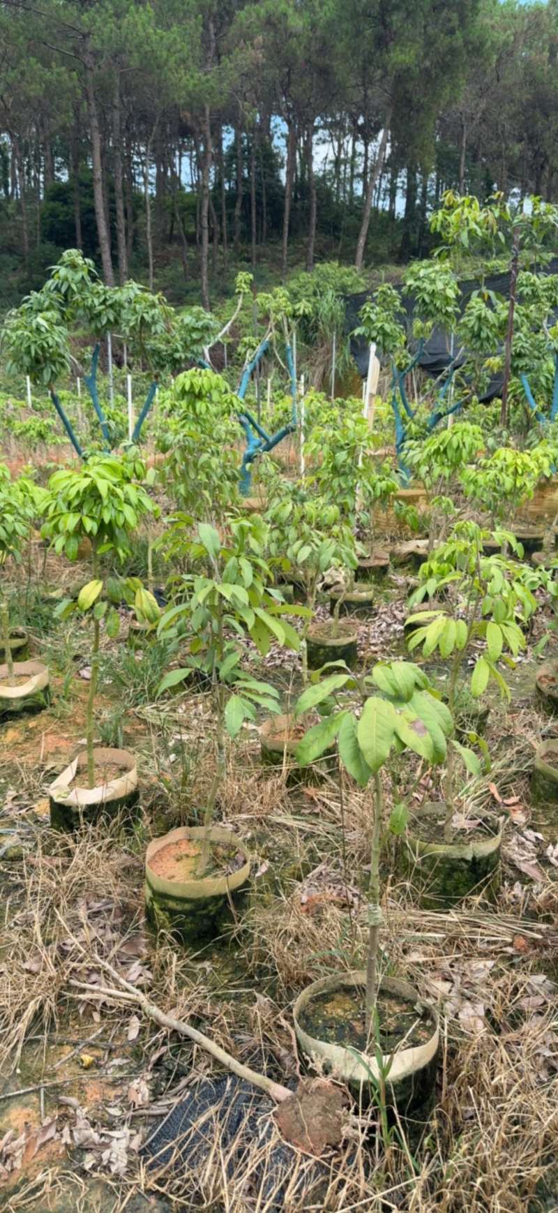 仙进奉荔枝苗、荔枝苗、妃子笑、桂味荔枝苗