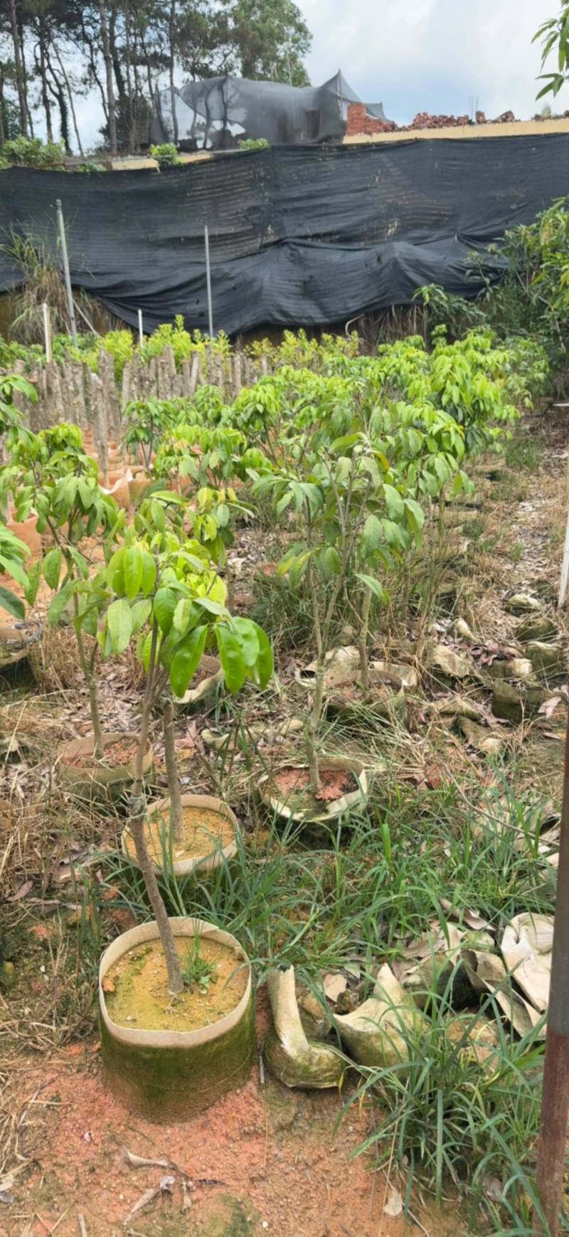 仙进奉荔枝苗、荔枝苗、妃子笑、桂味荔枝苗