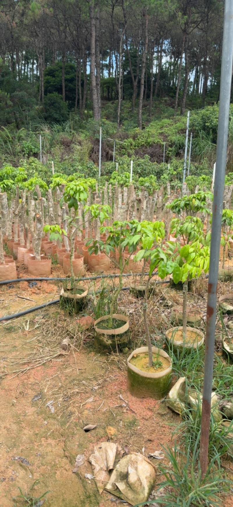 仙进奉荔枝苗、荔枝苗、妃子笑、桂味荔枝苗