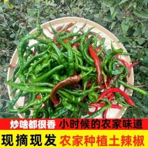 江西农家辣椒新鲜土辣椒青椒自种特辣爆辣现摘现发薄皮