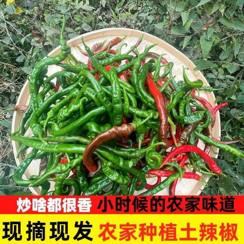 江西农家辣椒新鲜土辣椒青椒自种特辣爆辣现摘现发薄皮