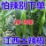江西农家辣椒新鲜土辣椒青椒自种特辣爆辣现摘现发薄皮